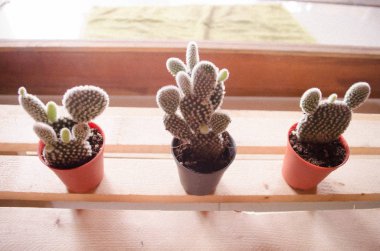 Bir tencereye kaktüs dikimi