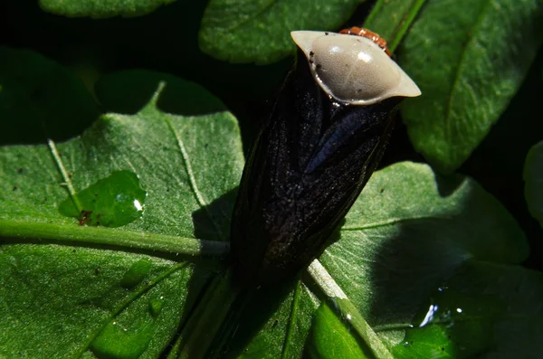 Macro Hmyz Usadil Listech Džungle Thajských Horách — Stock fotografie