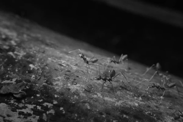 Fourmis Perchées Sur Arbre Bois Dans Une Forêt Dans Les — Photo