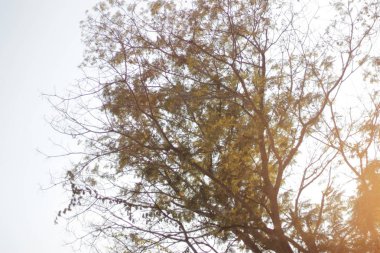 doğa ağaçları gökyüzü , Seyahat tayland