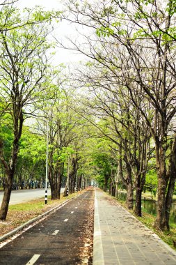 Peyzaj doğa ağaçları kamu parkı, Seyahat tayland