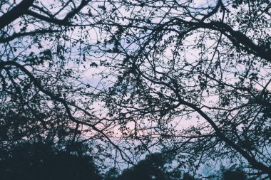 doğa ağaçları gökyüzü ve dağ , Seyahat tayland