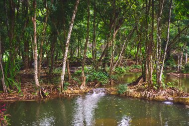 Peyzaj doğa ağaçları ve Şelale, Seyahat tayland