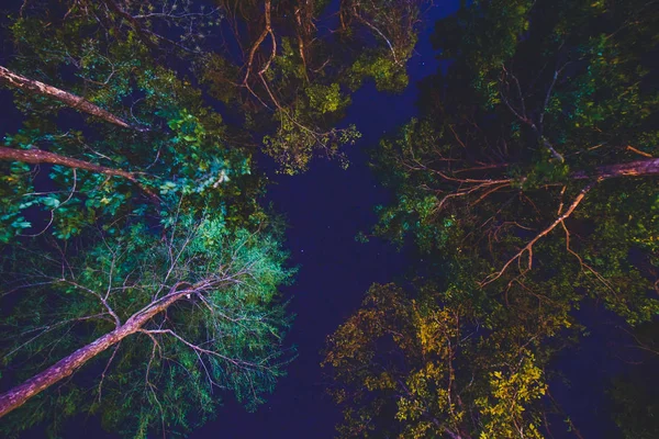 Alberi Della Natura Cielo Notturno Viaggi Thailandia — Foto Stock