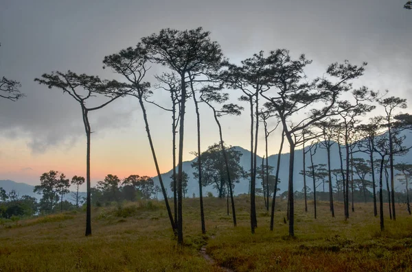 Пейзаж Природа Деревья Горы Путешествия Таиланд — стоковое фото