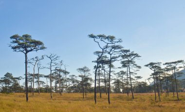 Peyzaj doğa ağaçları, Seyahat tayland