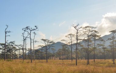 Peyzaj doğa ağaçları ve dağ, Seyahat tayland