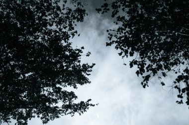 gökyüzü bulutu ve ağaç