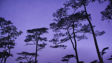 Gece gökyüzündeki yıldızlar