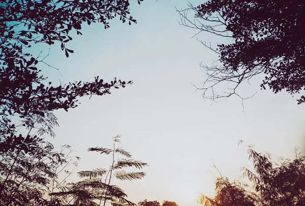 夕焼け空と木 — ストック写真