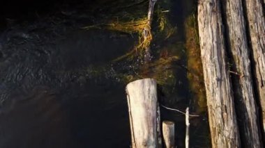 Eski kütüklerin altından su akıyor. 4k.