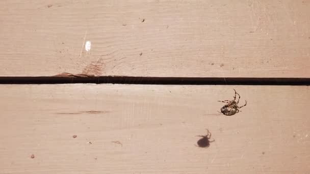 Stare kłody leżące opakowanie tekstury drewna z pająkiem — Wideo stockowe