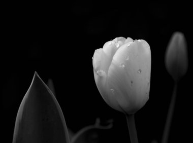 Su damlalı beyaz bir Lale