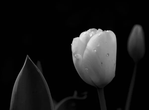 Une Tulipe Blanche Avec Des Gouttes Eau — Photo