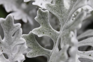 Bahçede Cineraria gümüş, makro