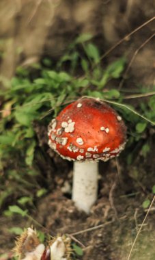 Sonbaharda bir Suffolk karanlık ve nemli ormanlık bulunan bir mantar ile yabani mantarlar