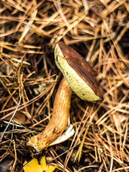 Fungos selvagens com um cogumelo encontrado em uma floresta escura e úmida Suffolk no outono — Fotografia de Stock