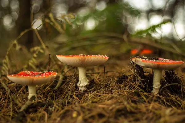 Дикие грибы с грибами, найденными осенью в темном и влажном лесу Саффолка — стоковое фото
