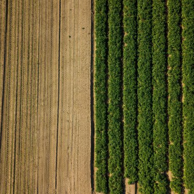 Kuş bakışı bir ekin tarlası düz aşağı bakıyor. Alan bunun yarısı yeşil ürün ve yarım sürülmüş alan ile bir bölünme vardır