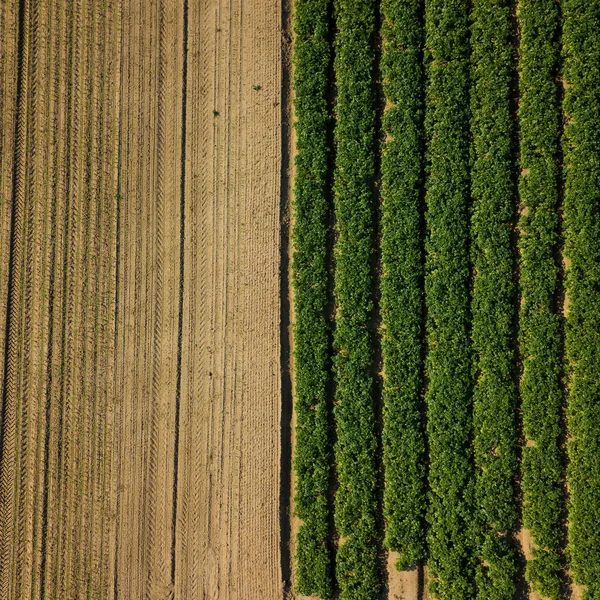 Vista de los pájaros mirando directamente a un campo de cultivo. El campo tiene una división con la mitad de la cosecha verde y medio campo arado — Foto de Stock