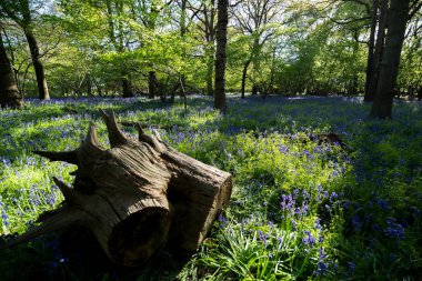 Suffolk kırsalındaki vahşi bir ormanda bulunan geleneksel bir mavi çan ağacı