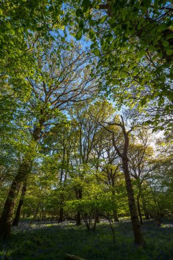 Suffolk kırsalındaki vahşi bir ormanda bulunan geleneksel bir mavi çan ağacı