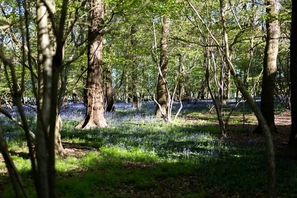 A traditional blue bell wood located in a wild forest deep in the Suffolk countryside — Stock Photo, Image