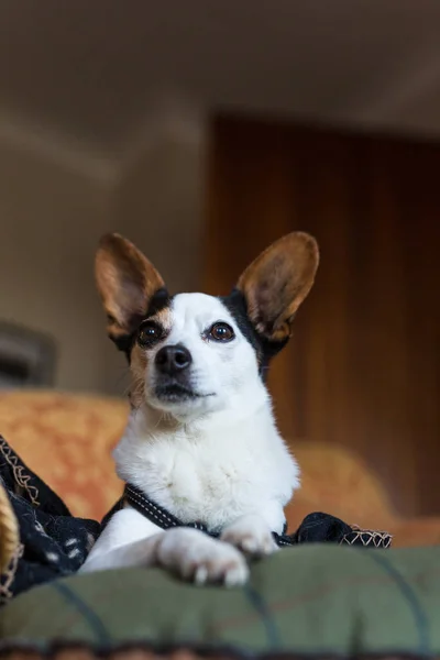 Bir papijack portresi, bir jack russell ve papillon bir haç