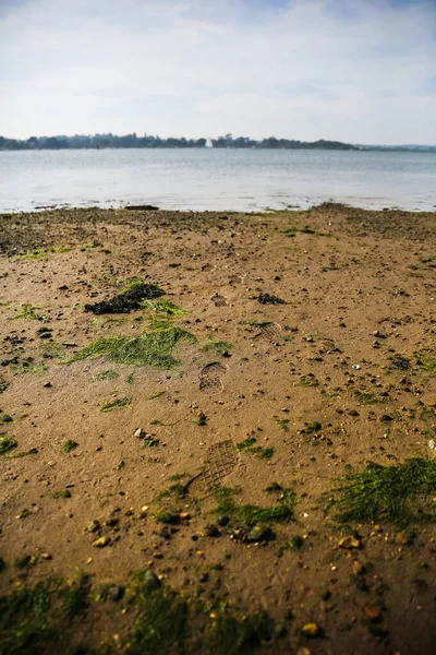 Schritte an einem Strand, der an den Rand des Wassers führt. Der Strand ist mit Seegras übersät, das an Land gespült wurde — Stockfoto