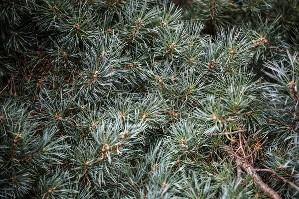 Una foto abstracta de cerca de las ramas de un árbol de cono de pino. Perfecto para uso de fondo —  Fotos de Stock