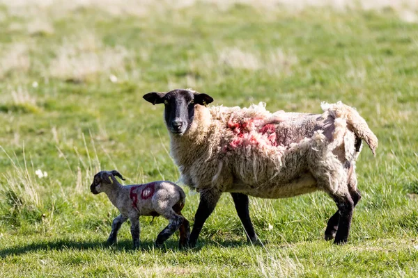 Bebê Cordeiro Primavera Seguinte Depois Sua Mãe Campo Fazenda Suffolk — Fotografia de Stock