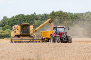 Woodbridge, Suffolk UK 2 Ağustos 2020: Buğday hasatçılarının birleşimi - tarım, tarım, gıda, hasat kavramı