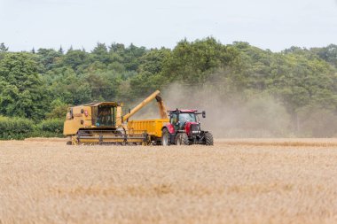 Woodbridge, Suffolk UK 2 Ağustos 2020: Buğday hasatçılarının birleşimi - tarım, tarım, gıda, hasat kavramı
