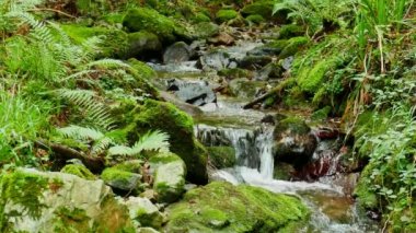 Ormanın bitki örtüsü ve taşları arasında çağlayan doğal nehir