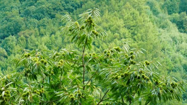 Dağın rüzgarı ile taşınan meyveli kestane ağacıdalları — Stok video