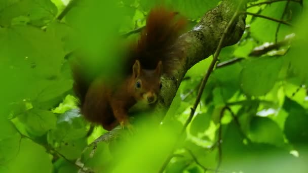 Röd ekorre vilar på toppen av ett träd i skogen — Stockvideo