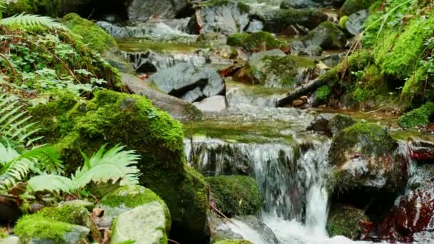 Rzeka naturalna w kaskadzie między roślinnością a kamieniami lasu — Wideo stockowe