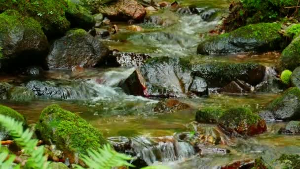 Rivière naturelle en cascade entre la végétation et les pierres de la forêt — Video