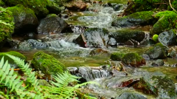 Naturliga floden i kaskad mellan vegetation och stenar i skogen — Stockvideo