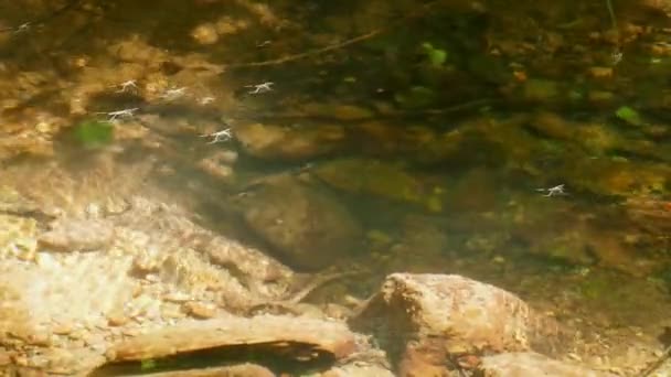 Συνηθισμένα έντομα στο νερό του ποταμού — Αρχείο Βίντεο