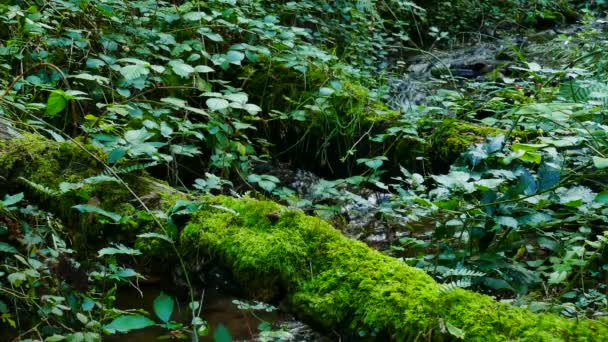 Natürlicher Fluss mit Vegetation und umgestürzten Bäumen — Stockvideo