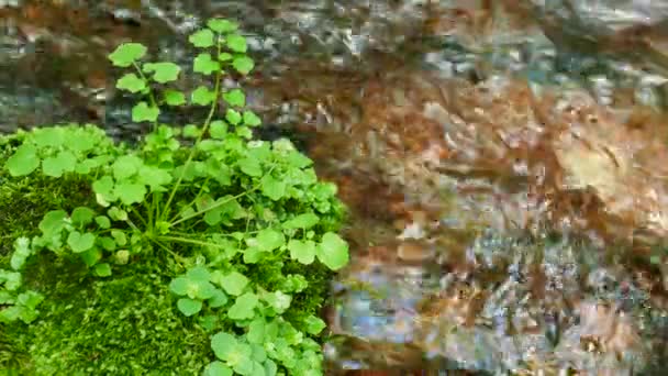 Plantas a orillas de un río en el bosque — Vídeos de Stock