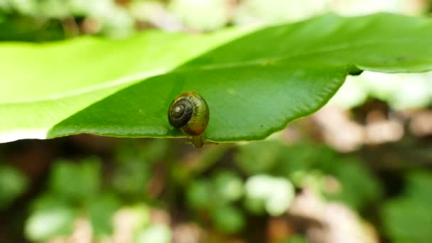 Breeding of snails on the leaf of a forest plant — Stock Video