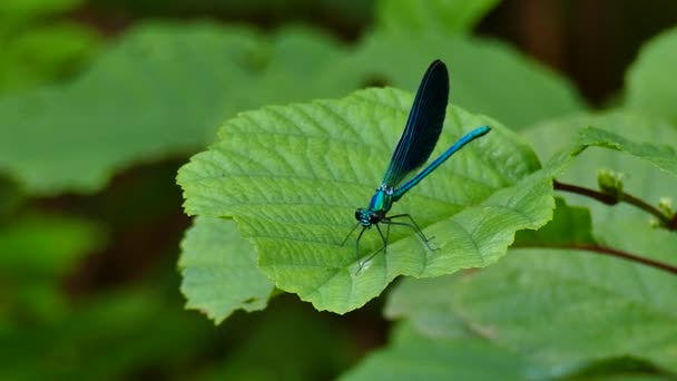 Dragonfly on the leaf of a tree with wind in the forest — Stock Video