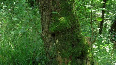 Yoğun orman bitki örtüsü bir alanda yosun ile ağaç
