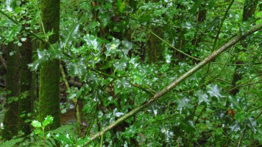 Holly ormanın kalın bitki örtüsü arasında bırakır