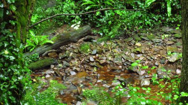 Ormanın kalın bitki örtüsü arasında küçük su geçişi