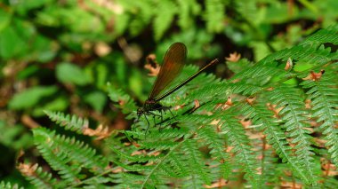Çalılıkta eğrelti otu yaprağı üzerinde yusufçuk