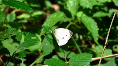 Çalılıkta siyah noktalı beyaz kelebek