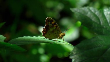 Dağdaki kahverengi rengin kelebeği
